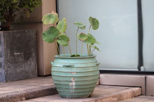 Free Green lotus plant in an aged ceramic pot on a patio in Hua Hin, Thailand. Stock Photo