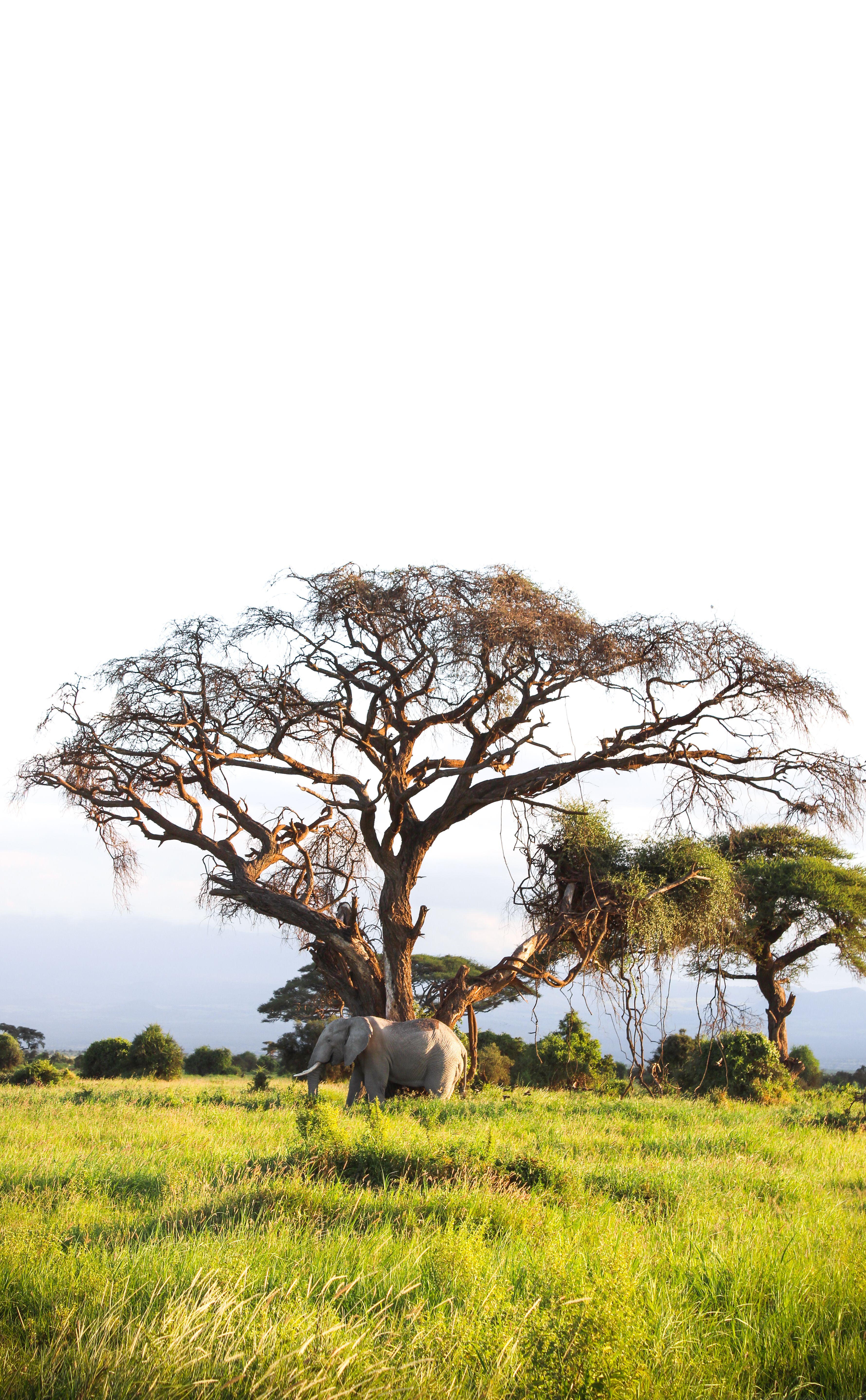 Safari Vector Trees Photos, Download The BEST Free Safari Vector Trees ...