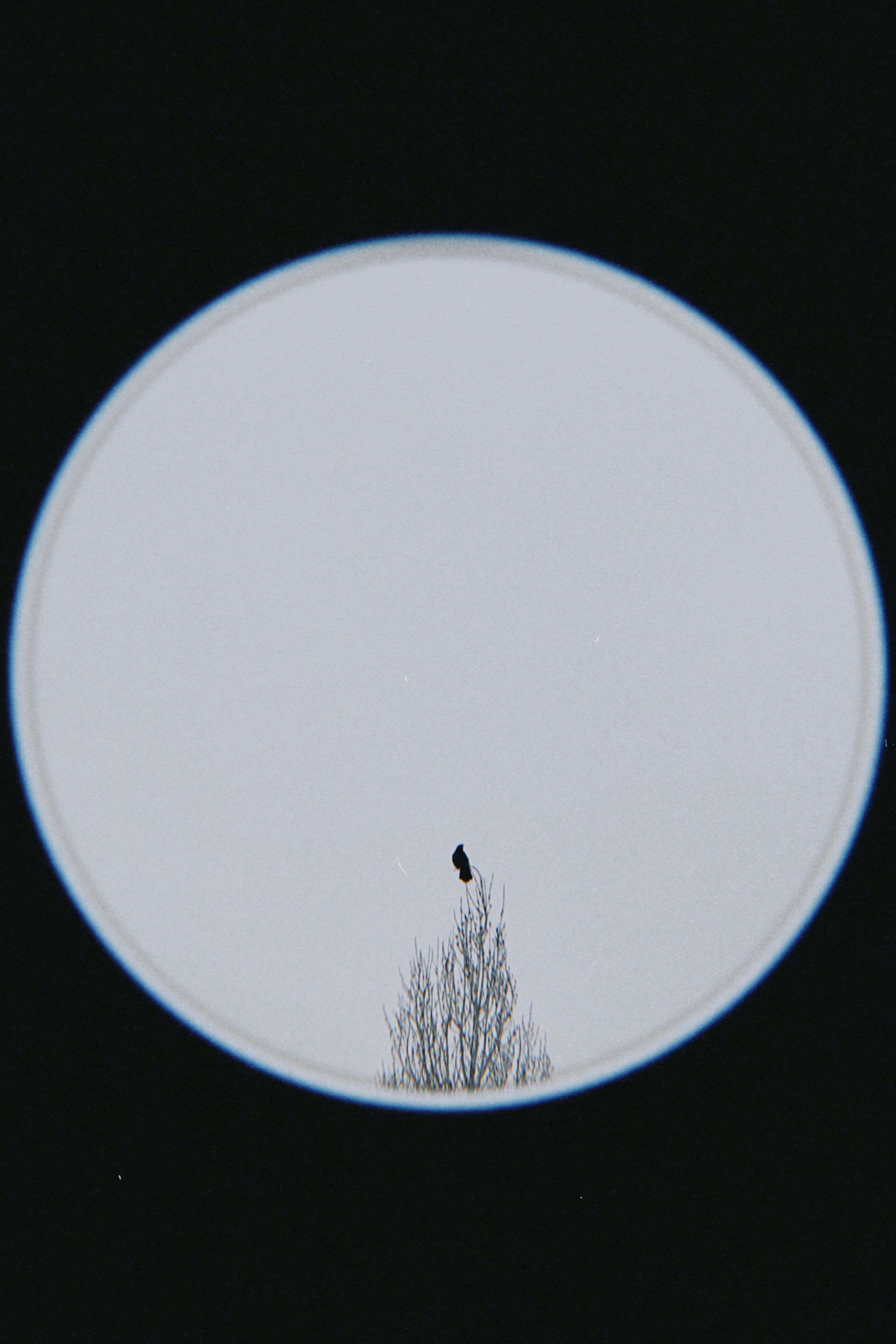 A bird perches on a tree against a vast sky, captured with a minimalist touch.