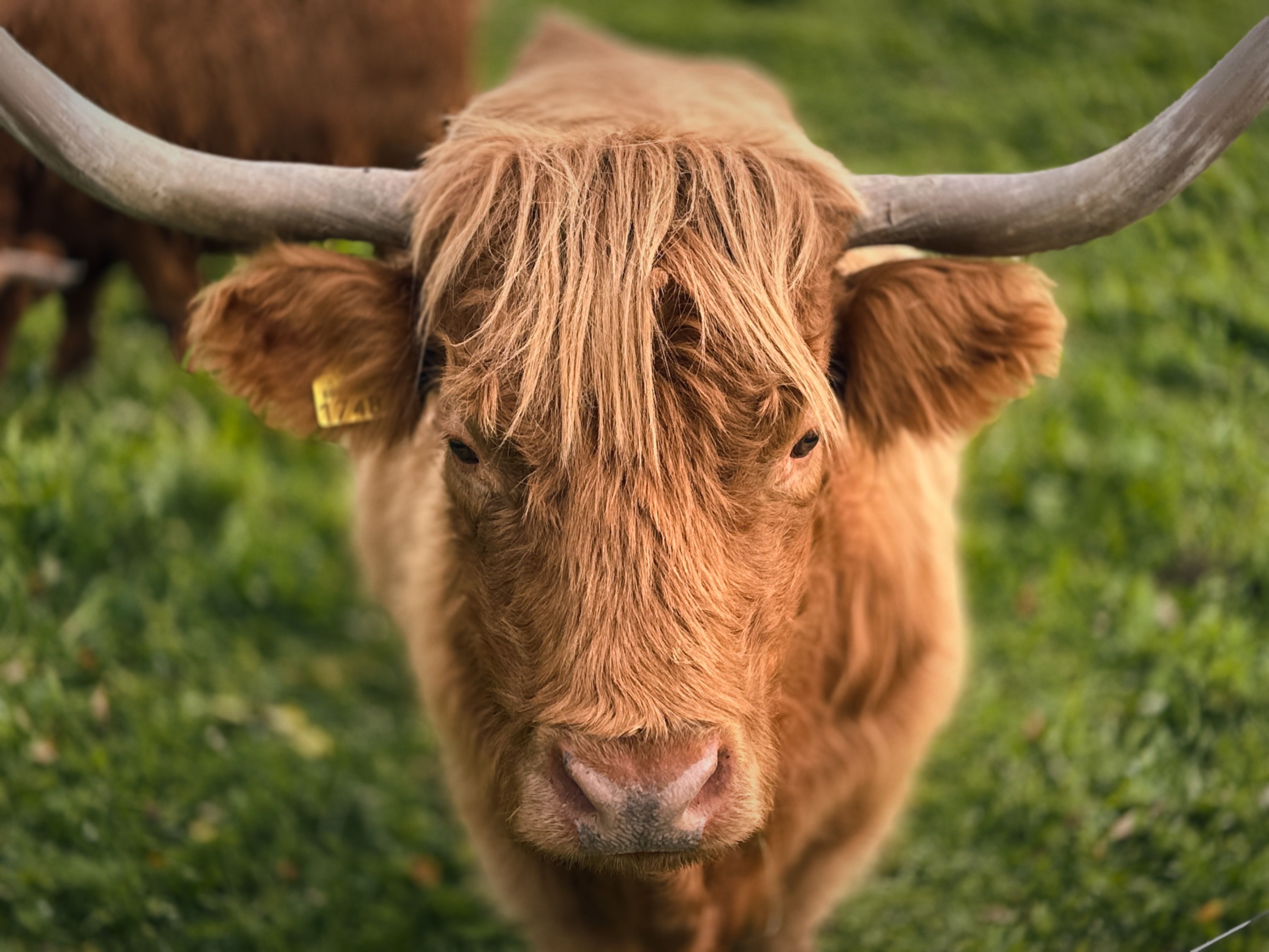 Close-up of a Highland Cow in a Pasture · Free Stock Photo