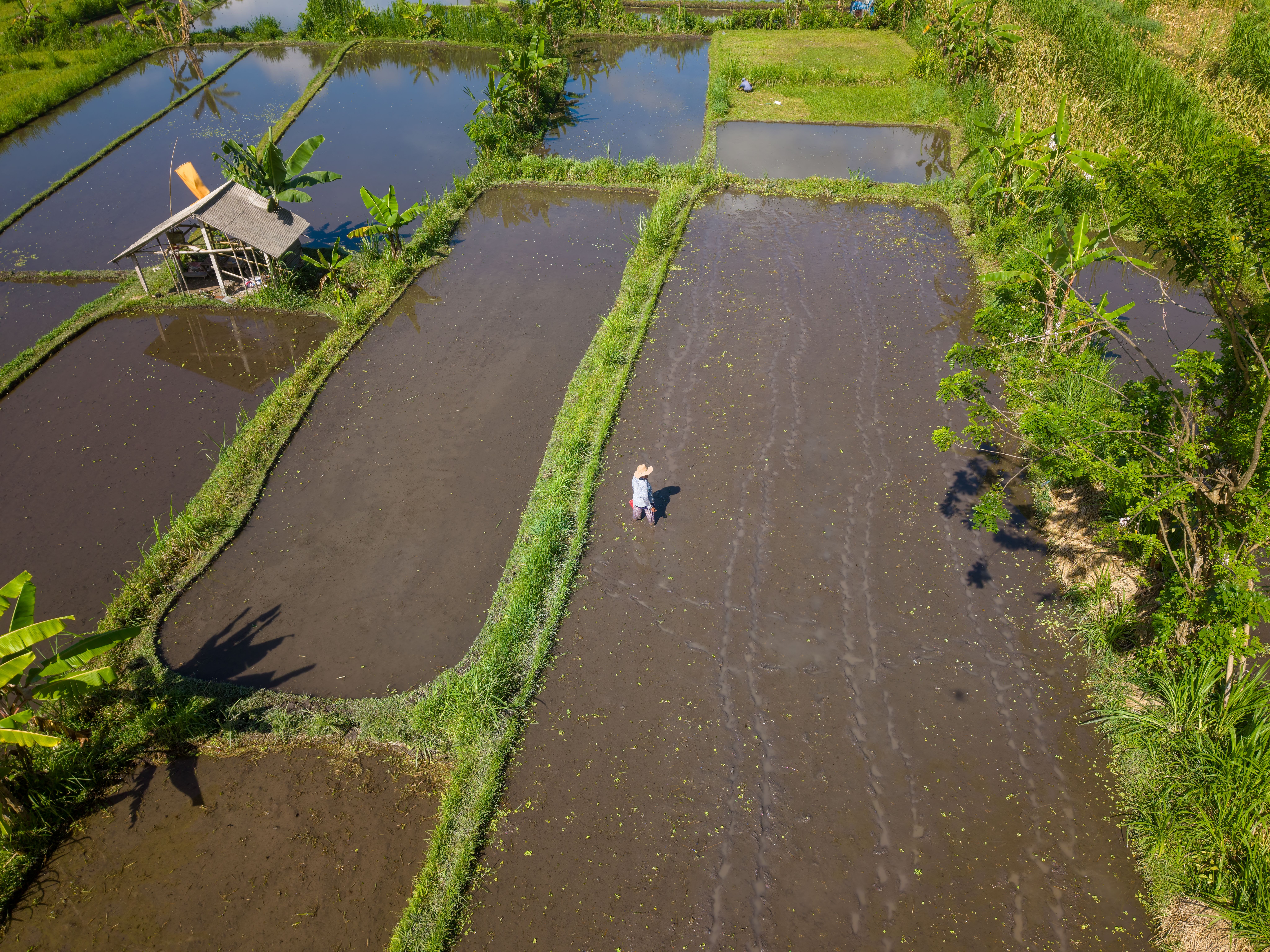 Stunning aerial photo of rice fields with a farmer in Bali, Indonesia.