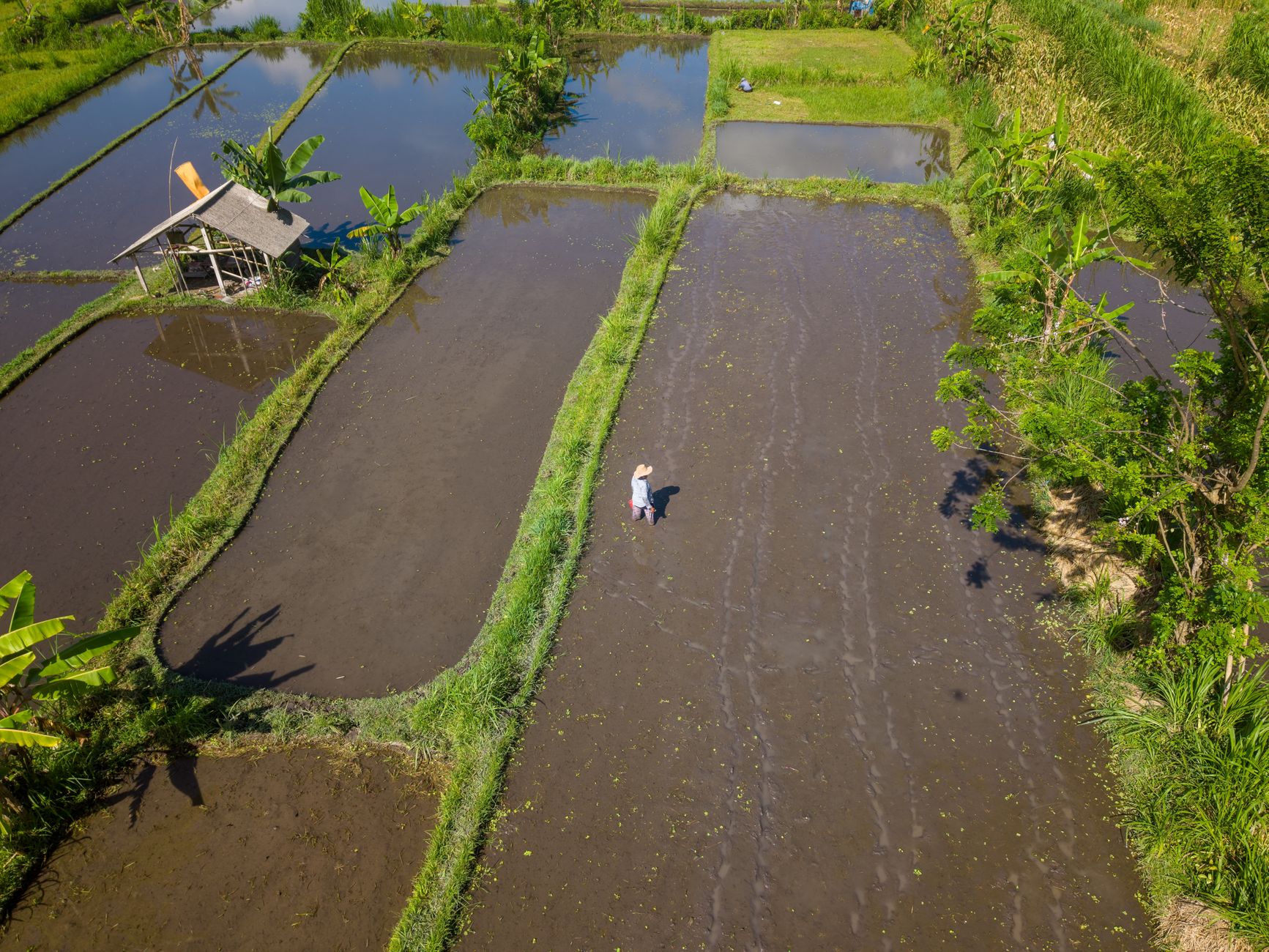 Stunning aerial photo of rice fields with a farmer in Bali, Indonesia.