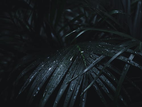 Darmowe zdjęcie z galerii z abstrakcyjny, ciemnozielone rośliny, ciemnozielony