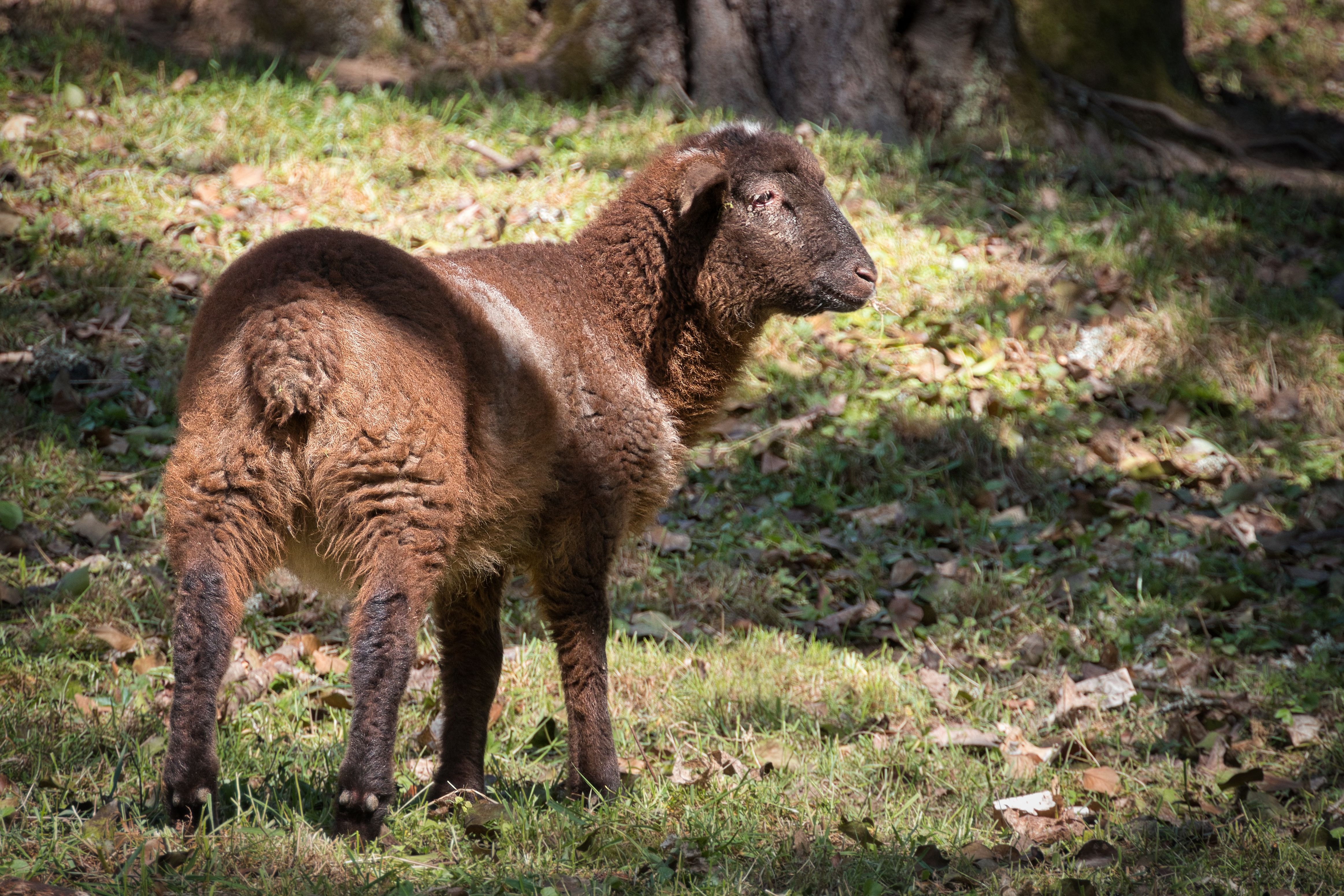 Brown Sheep Grazing Outdoors in Sunlit Field · Free Stock Photo