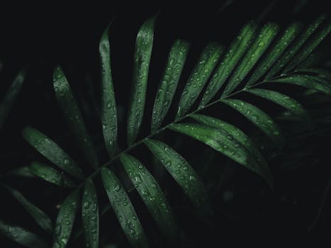 Close-up of a tropical leaf with water droplets in Tulum, Mexico.