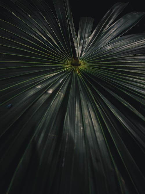 Darmowe zdjęcie z galerii z abstrakcyjny, ciemnozielone rośliny, ciemnozielony