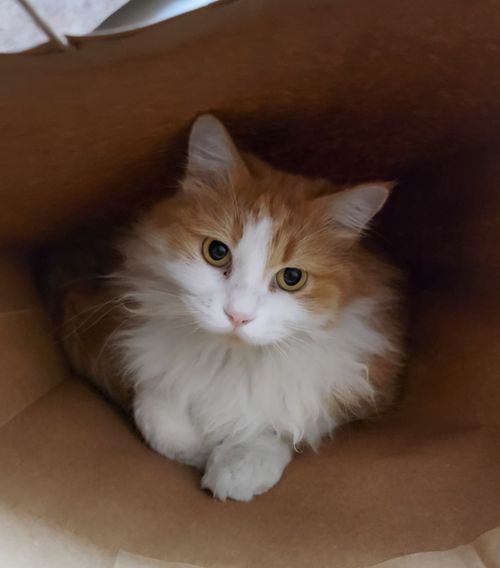 Free Adorable fluffy cat with orange and white fur in a cozy cardboard box. Stock Photo