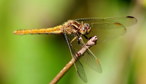 Brown Insect on Stick