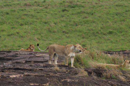 Amboseli under Kilimanjaro (elephants) — Kenya Safari