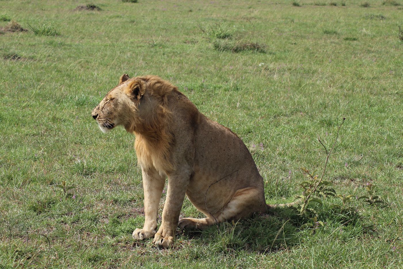 A male African lion with a full mane sitting upright in golden grassland in the Maasai Mara, Kenya, in soft daylight.