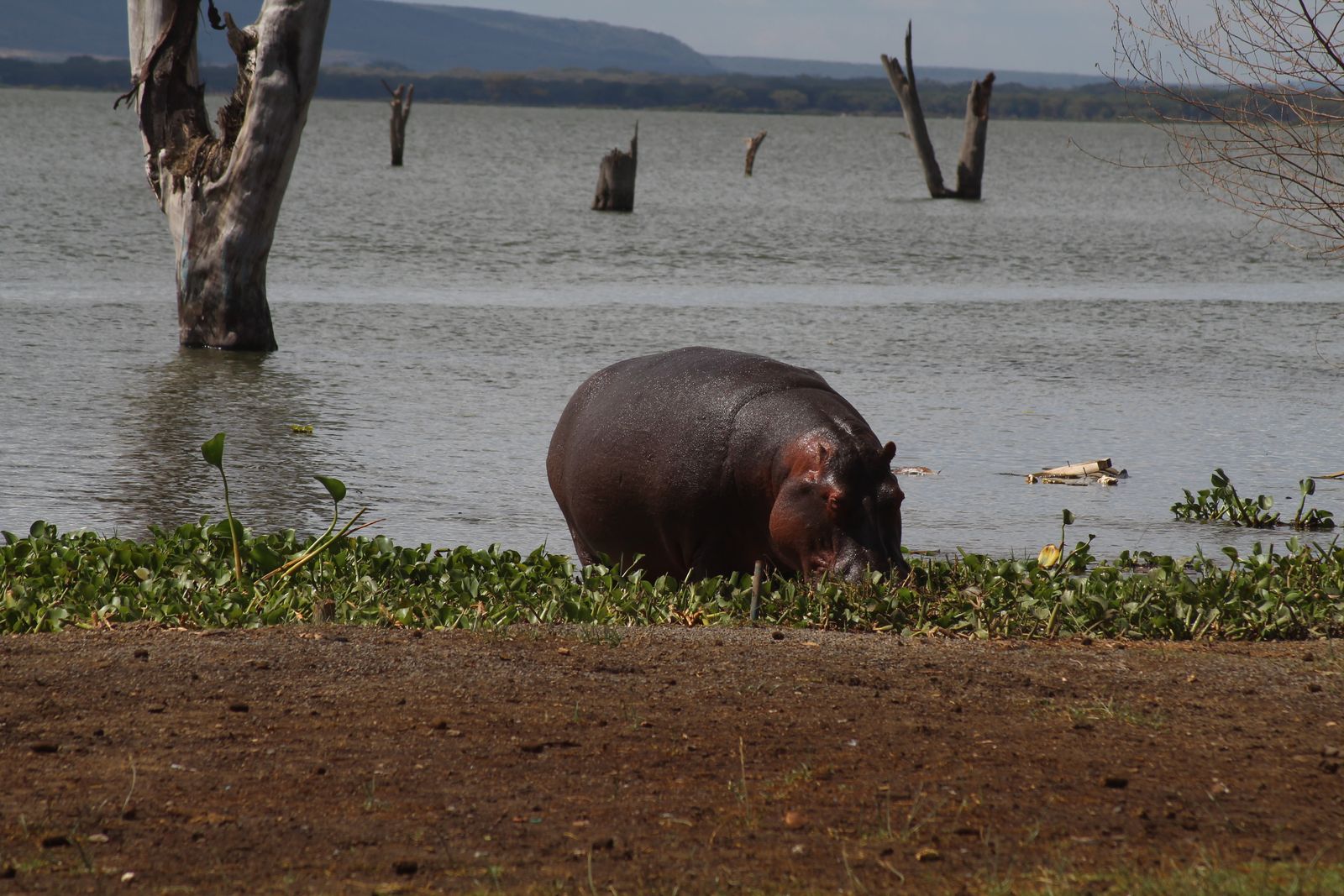 Lake Naivasha hippo
