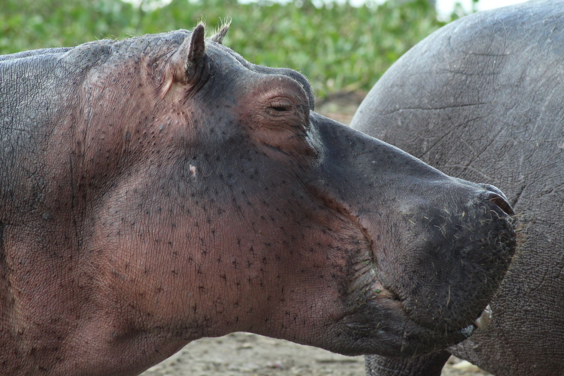 Fever trees and hippos at the shore of Lake Naivasha in the Rift Valley