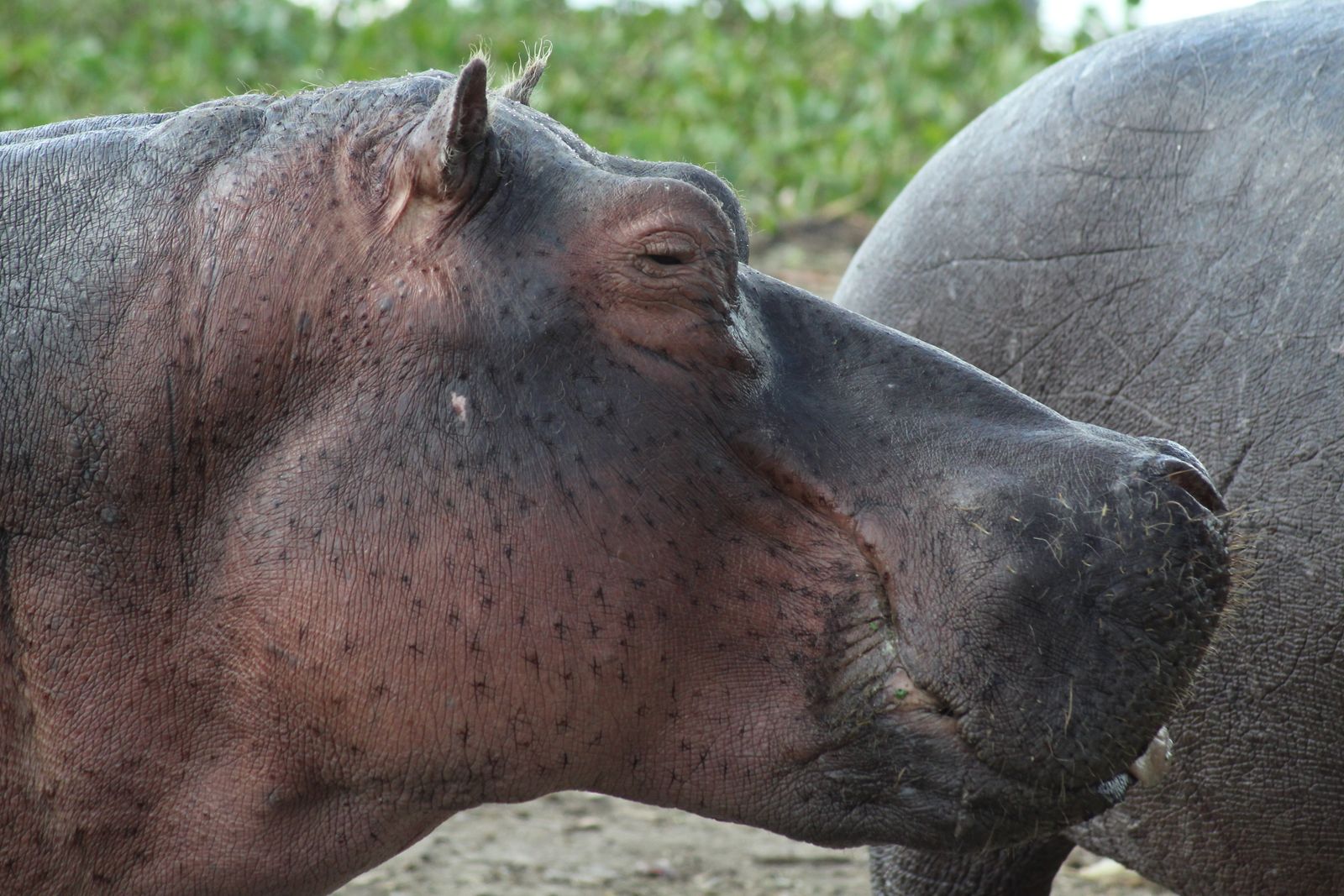 Hippopotamus at Lake Naivasha, Kenya