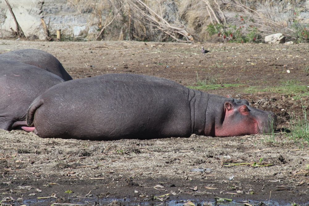 Hippos resting by a lake in Kenya