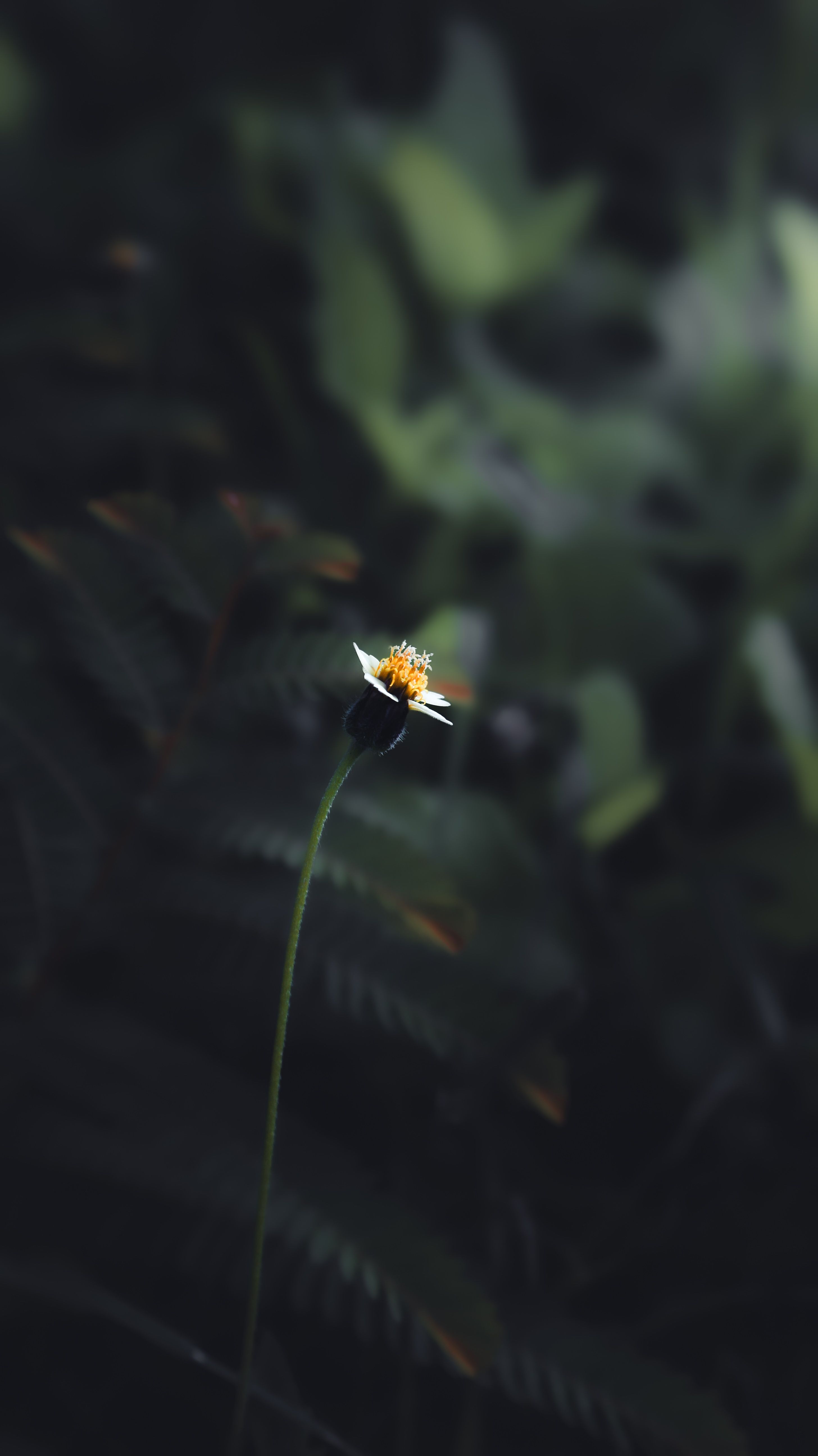 A single white wildflower stands amidst dark green leaves, creating a moody nature scene.