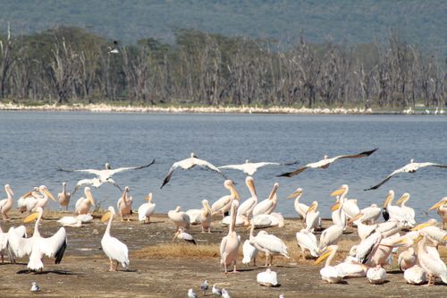 Free A vibrant scene of Great White Pelicans gathering near a lake in Kenya, showcasing their natural habitat. Stock Photo