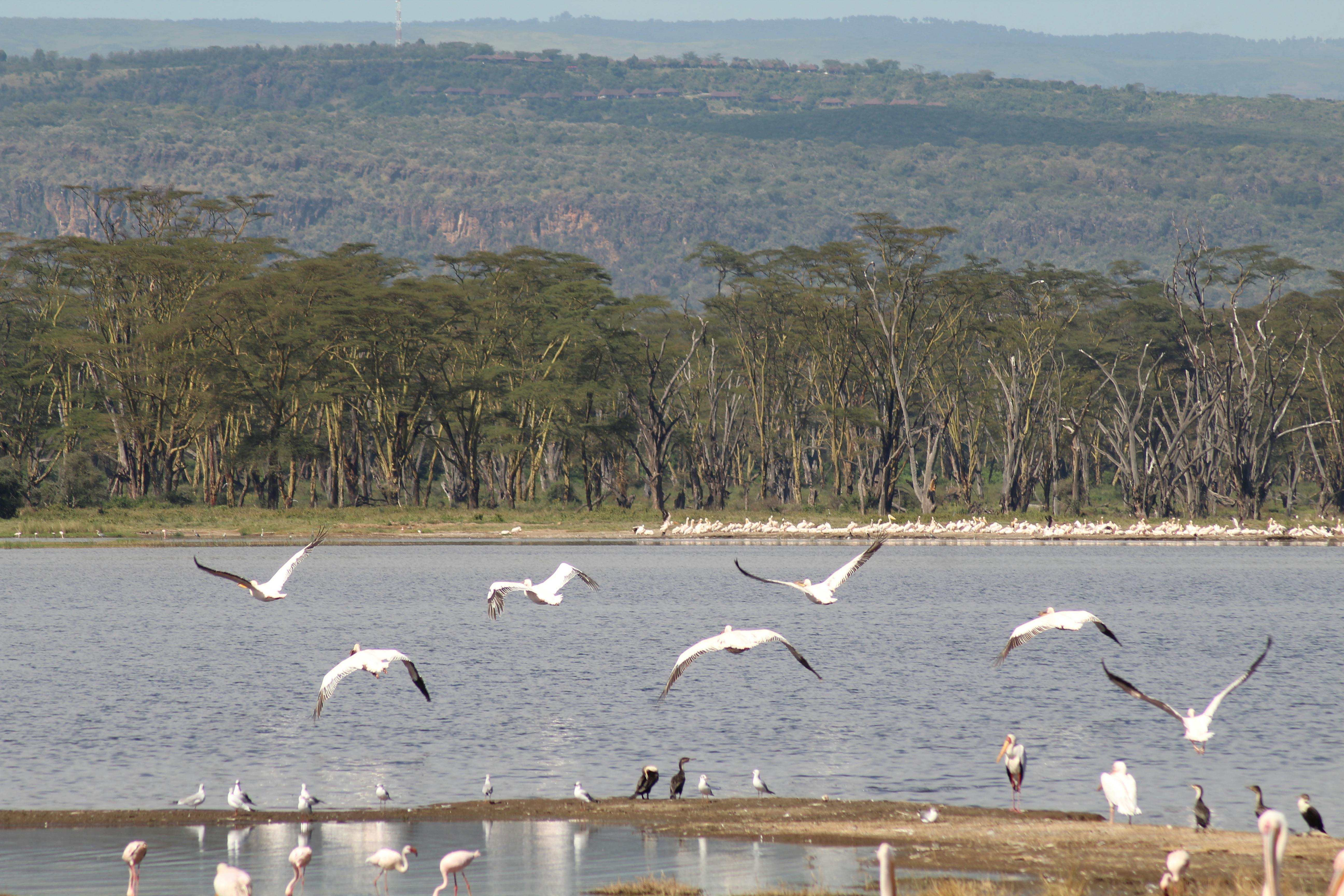 Nakuru
