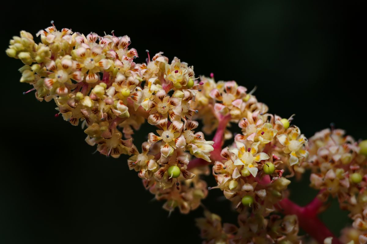 Mango panicles in bloom. Flowering is triggered by a cool, dry spell — so warm, wet weather at this stage means poor fruit set.