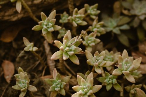 Free Close-up shot of green succulent rosettes with a natural earthy tone. Stock Photo