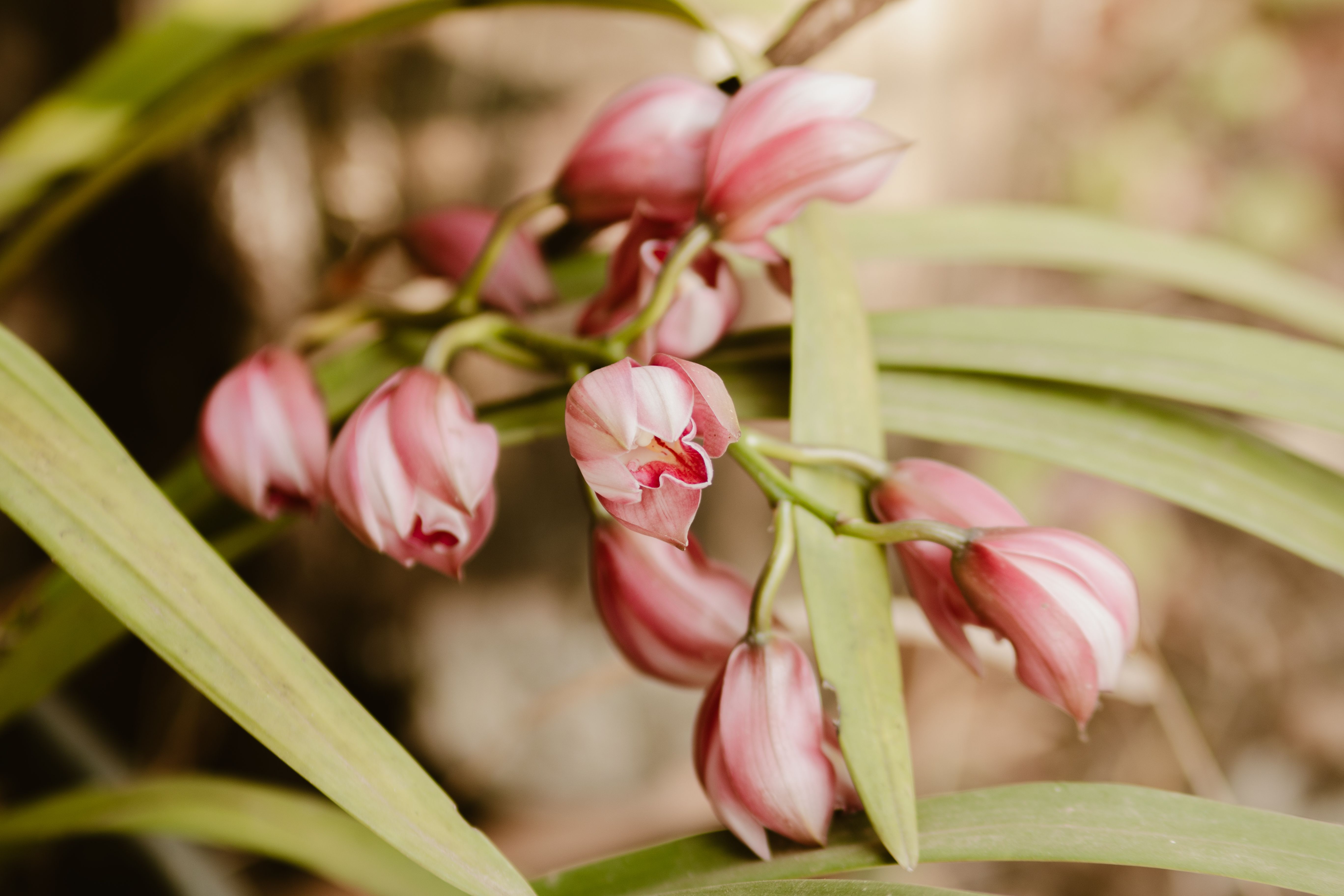 Knusse woonkamer met stijlvolle orchideeposter decoratie.
