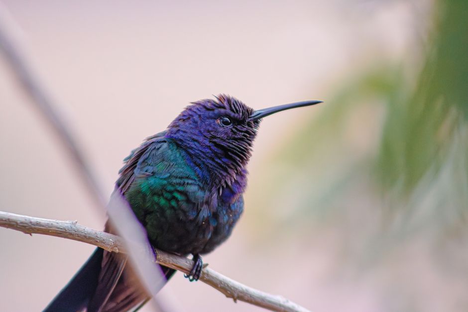 A brightly colored hummingbird rests on a branch, displaying vivid purple and green plumage.
