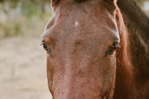 Free Detailed close-up of a brown horse with a soft, earthy background, showing its gentle eyes and textured coat. Stock Photo