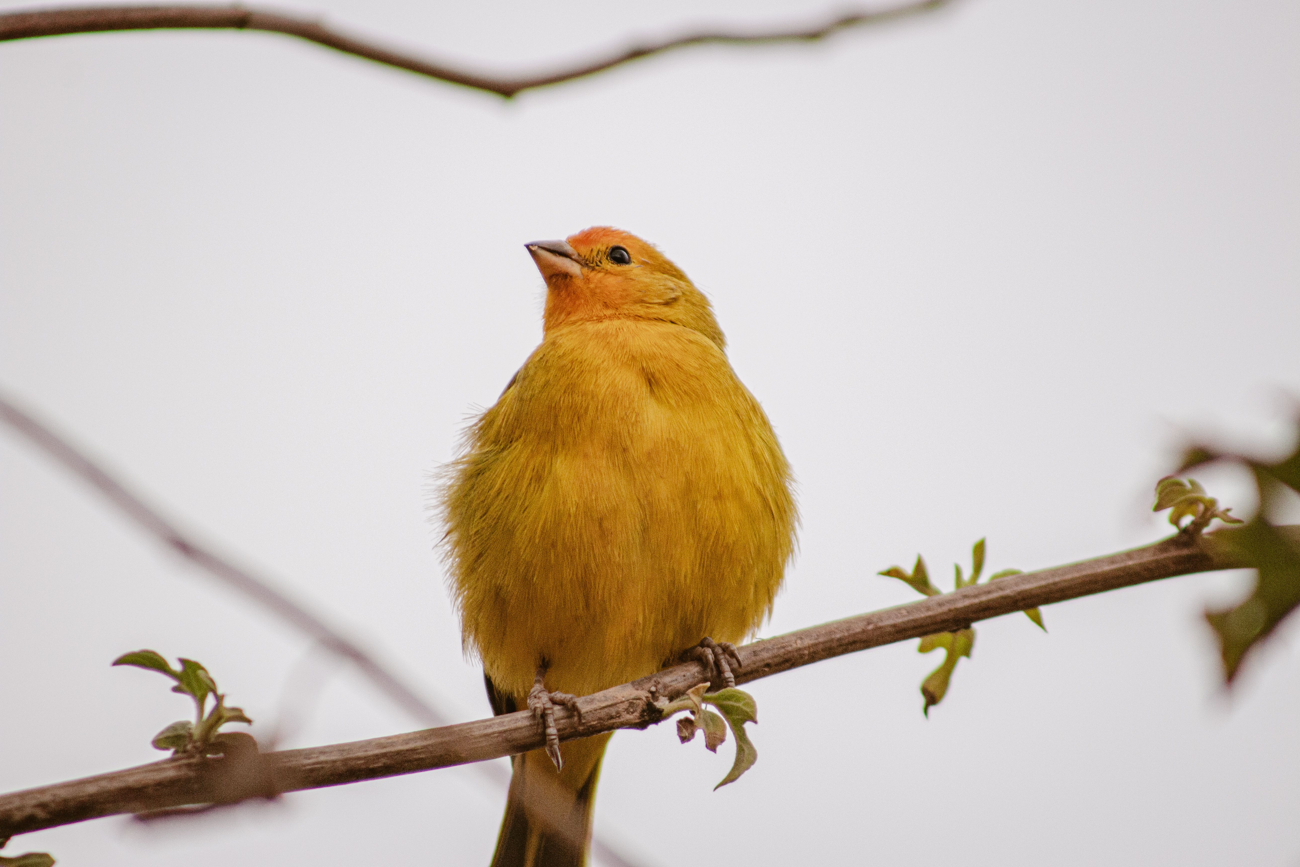 Bright Yellow Canary Perched on a Branch · Free Stock Photo