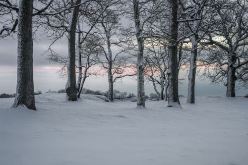 Free A tranquil winter scene with snow-covered ground and bare trees at twilight. Stock Photo