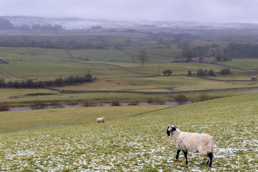 Sheep grazing in a snowy landscape in Yorkshire Dales, England during winter.