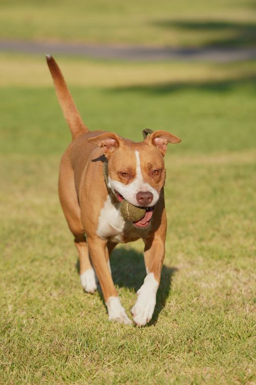 Free A brown and white pitbull joyfully runs on grass with a tennis ball. Stock Photo