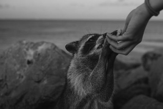 Black and white photo of a raccoon reaching for food from a person by the sea.