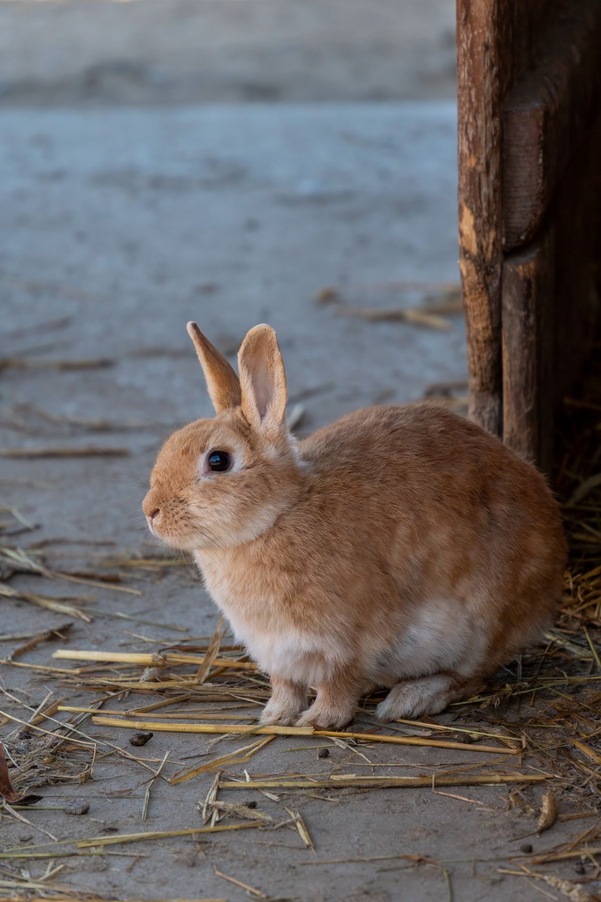 Foin pour lapin : fléole, prairie ou luzerne, comment choisir sans se fier au paquet