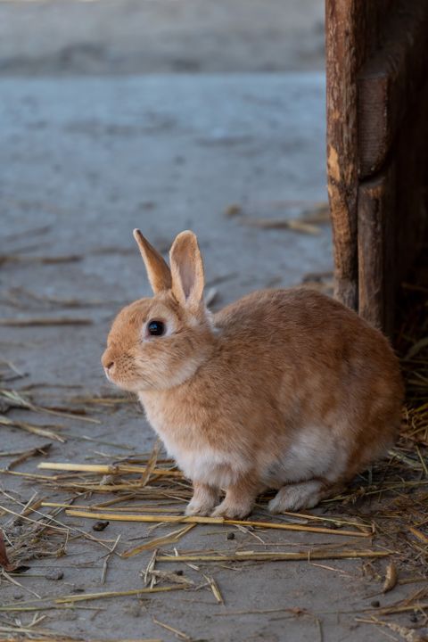 Tavşanım İshal Oldu: Mama Değişiminden mi, Ne Zaman Acil?