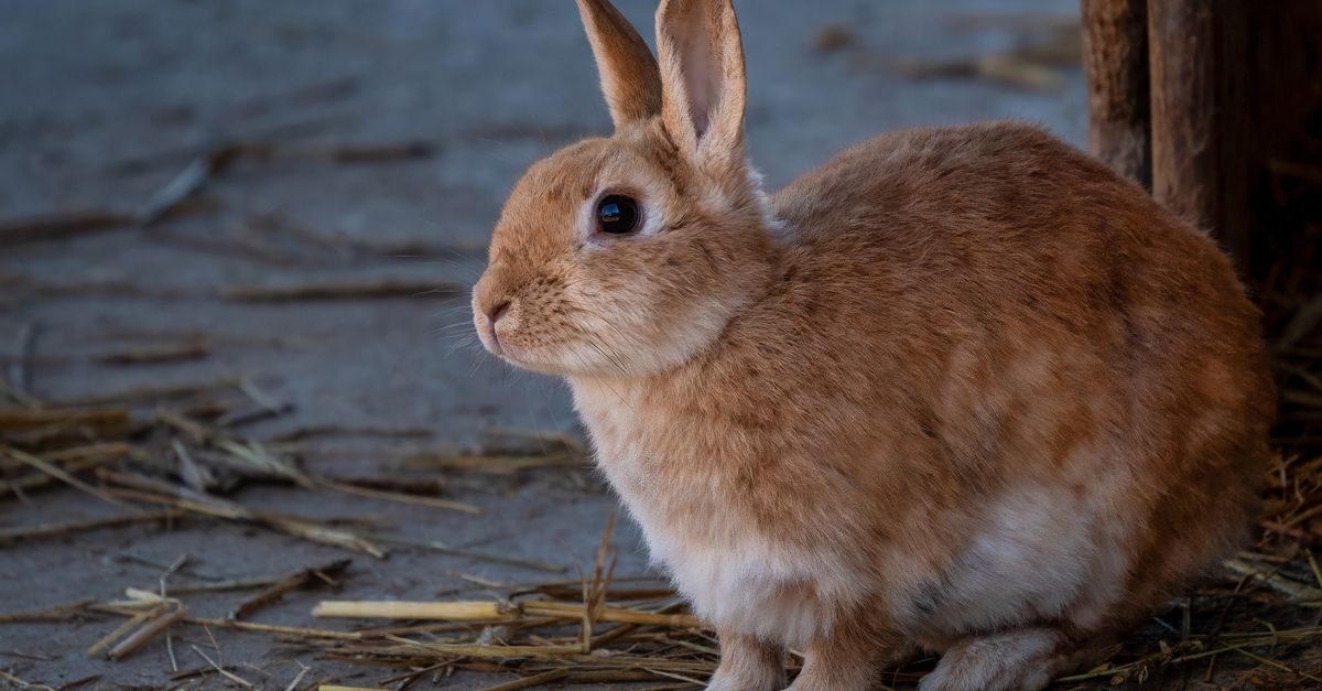 Charming Brown Rabbit in Rustic Outdoor Setting · Free Stock Photo