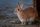 cute rabbit
