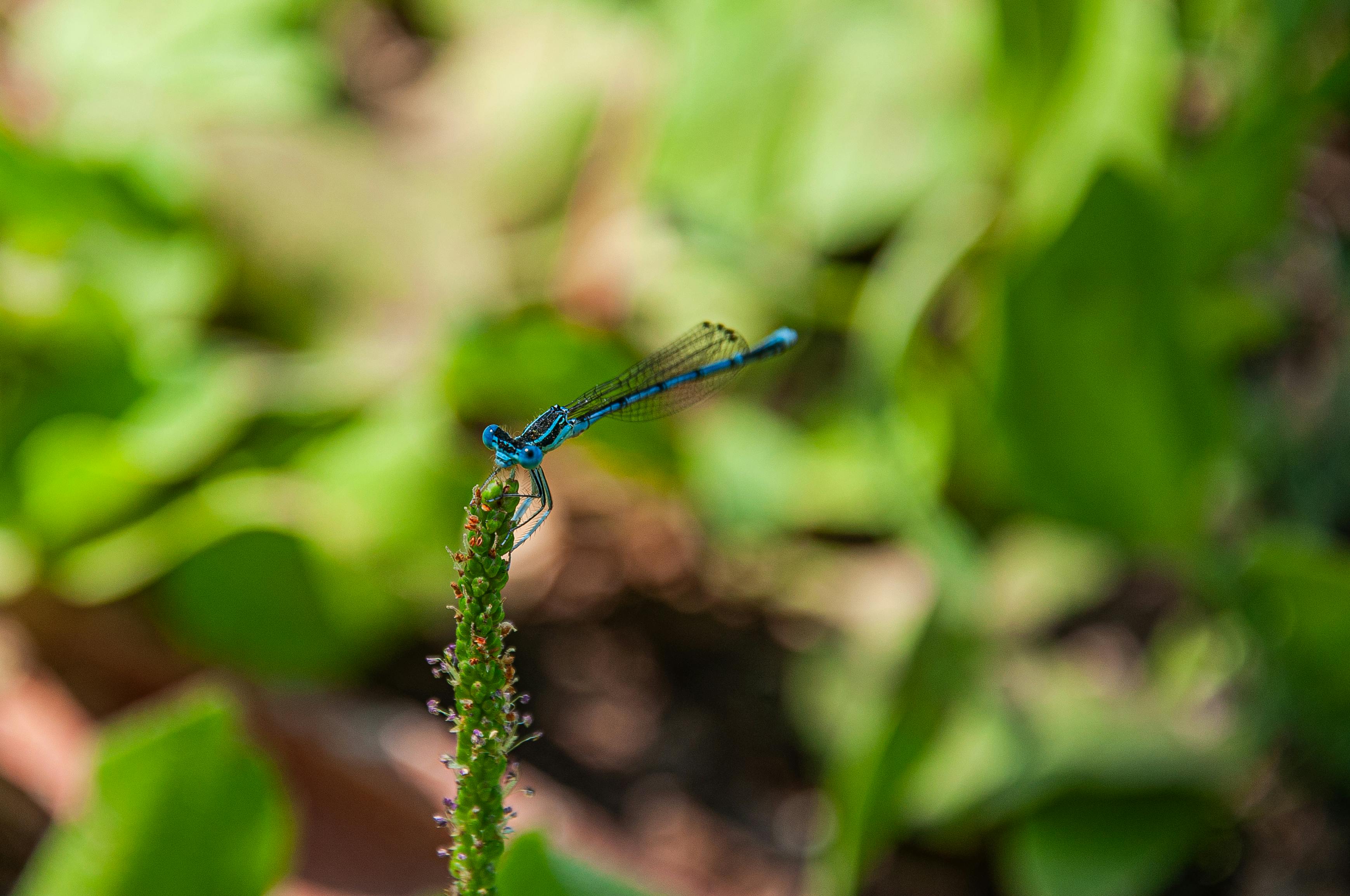 Vivid blue dragonfly perched on a plant in Marmaris, Türkiye.