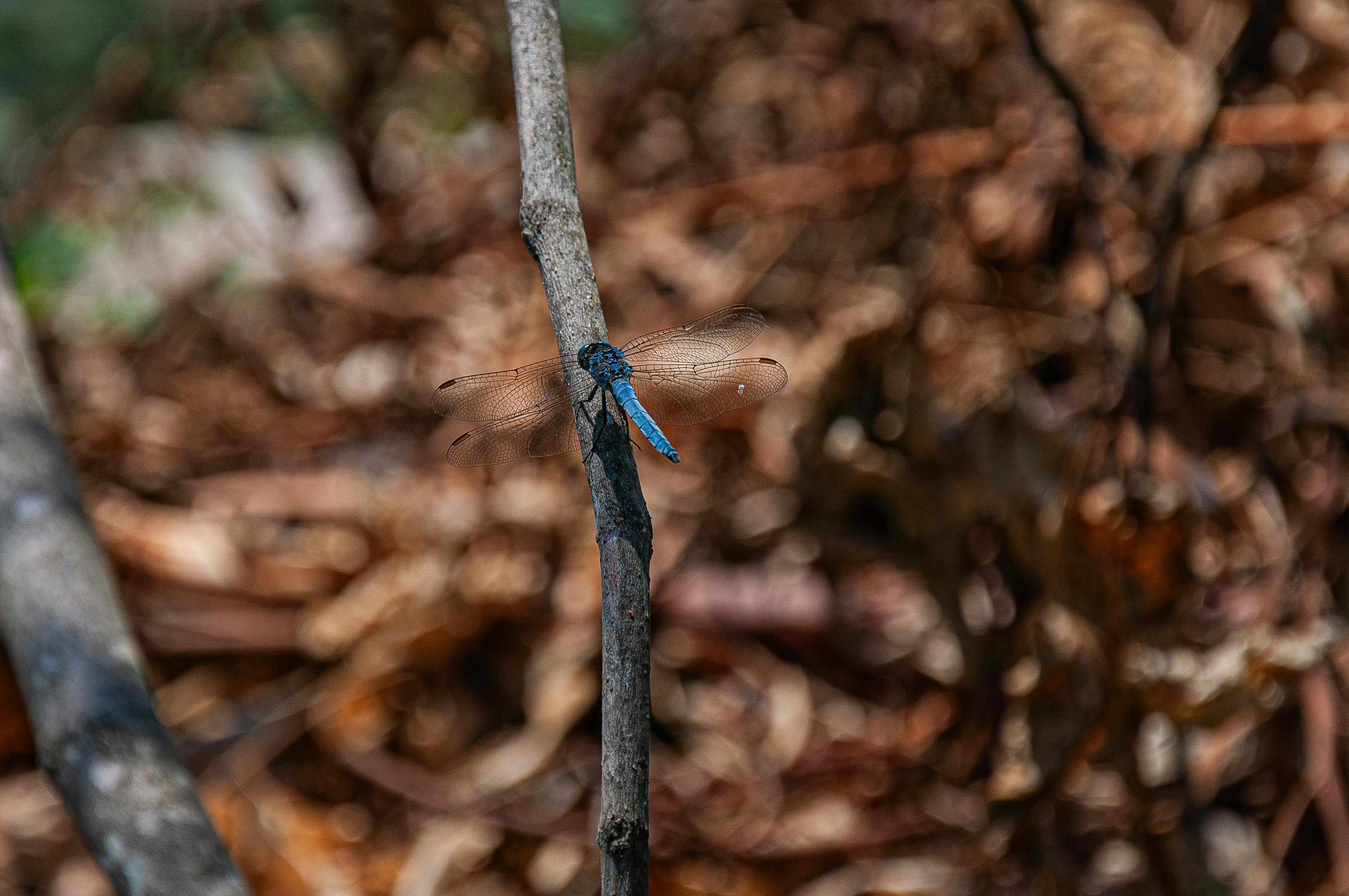 Close-up of a blue dragonfly perched on a branch in Marmaris, Türkiye.