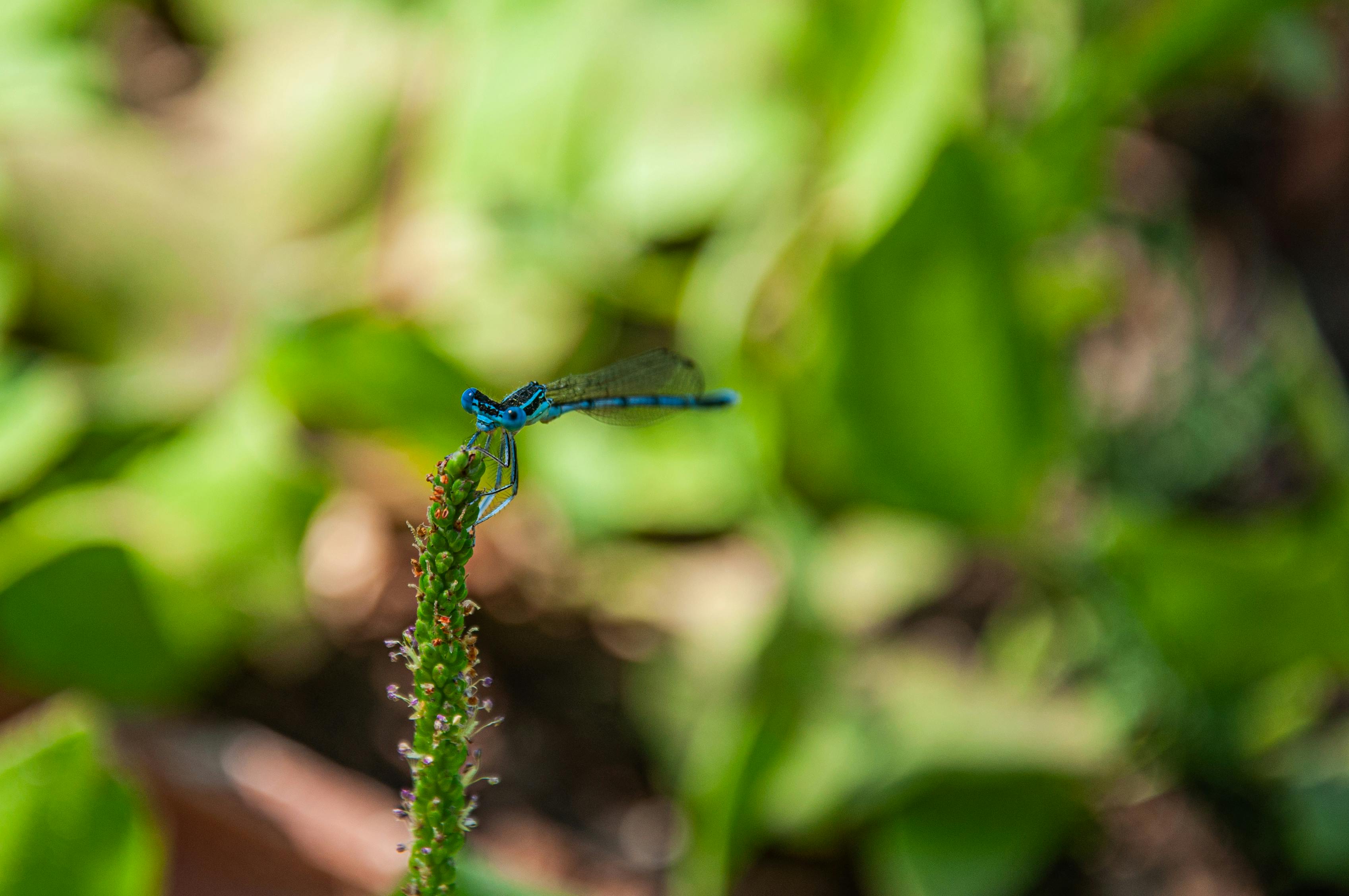 Detailed shot of a blue damselfly resting on a plant in Marmaris, Türkiye.