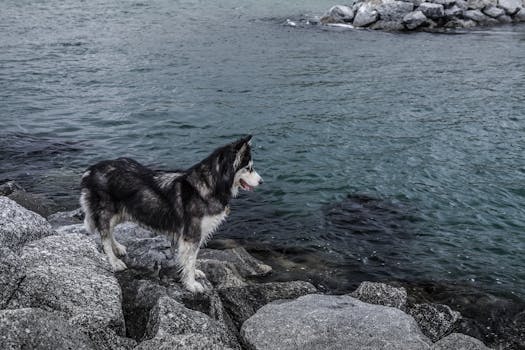 Majestic Siberian Husky gazing over the sea from rocky shoreline, exuding calmness.