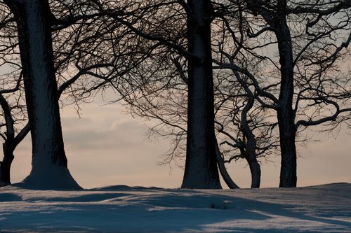 Free Silhouetted trees against a tranquil winter dawn in Cove Island Park, Stamford, Connecticut. Stock Photo
