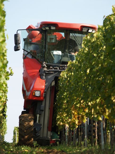 A red harvester collecting grapes in a lush vineyard during the day.