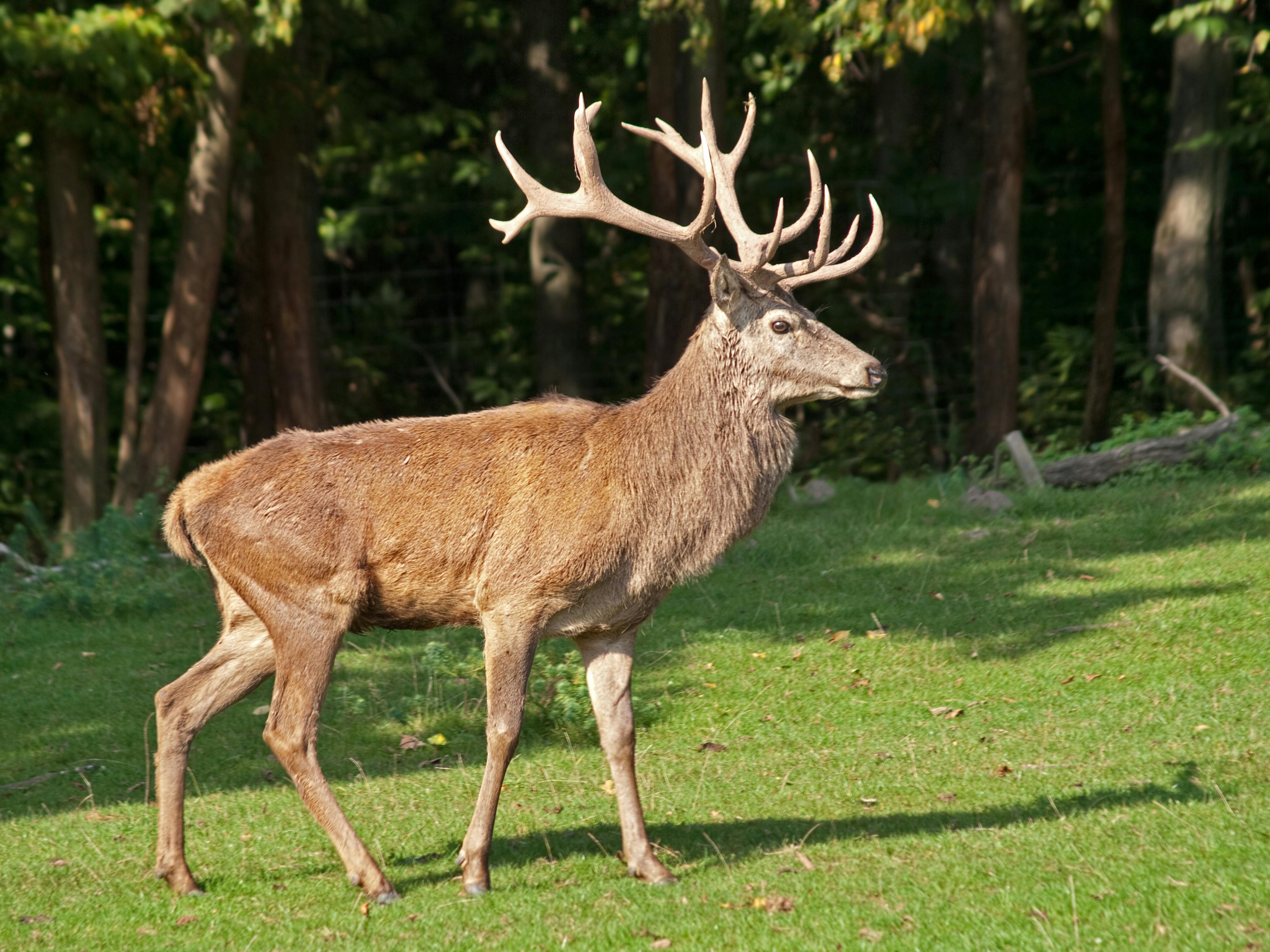 A regal red deer stag stands gracefully in a sunlit forest clearing, displaying its impressive antlers.