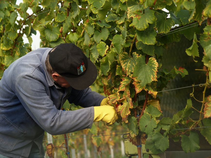 A farmer carefully picks grapes in a vineyard during harvest season.