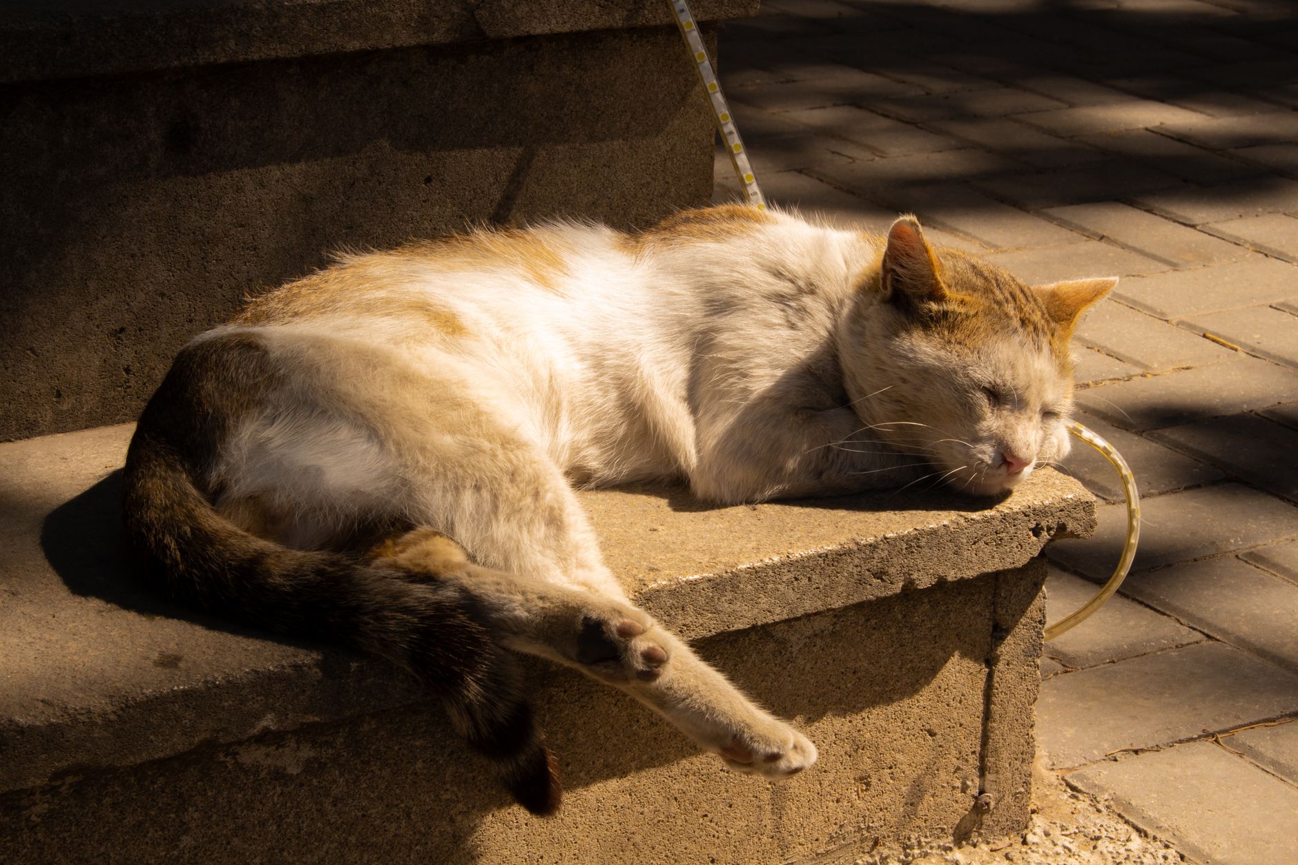 Portrait of a cat at a veterinary clinic