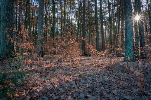 Free Peaceful late autumn forest with sunbeams filtering through trees, creating a warm, serene landscape. Stock Photo
