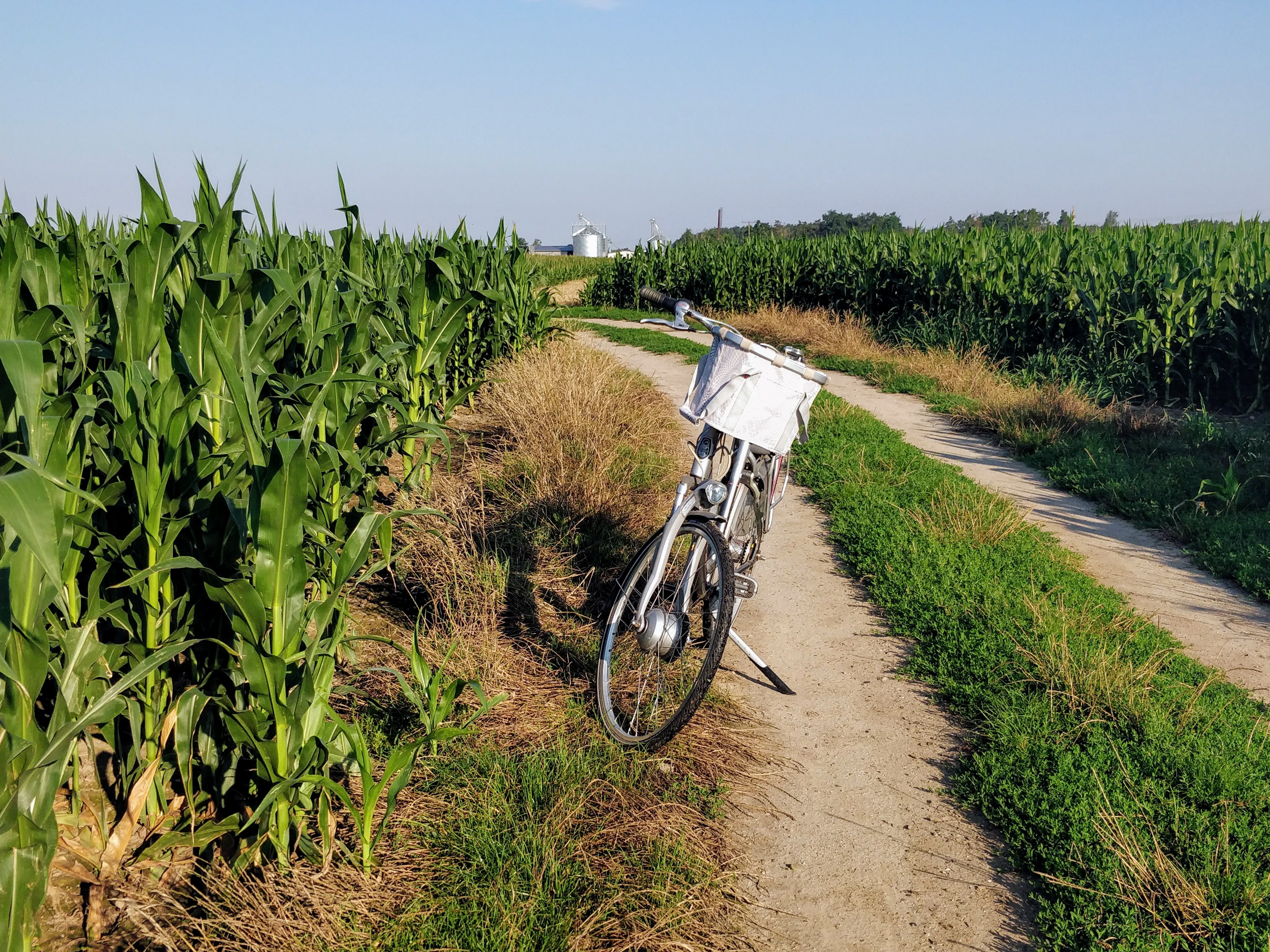 Rural Pathway with Bicycle and Cornfields · Free Stock Photo
