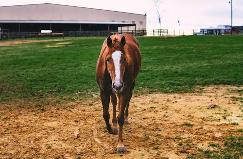 Cavallo Marrone Su Un Campo