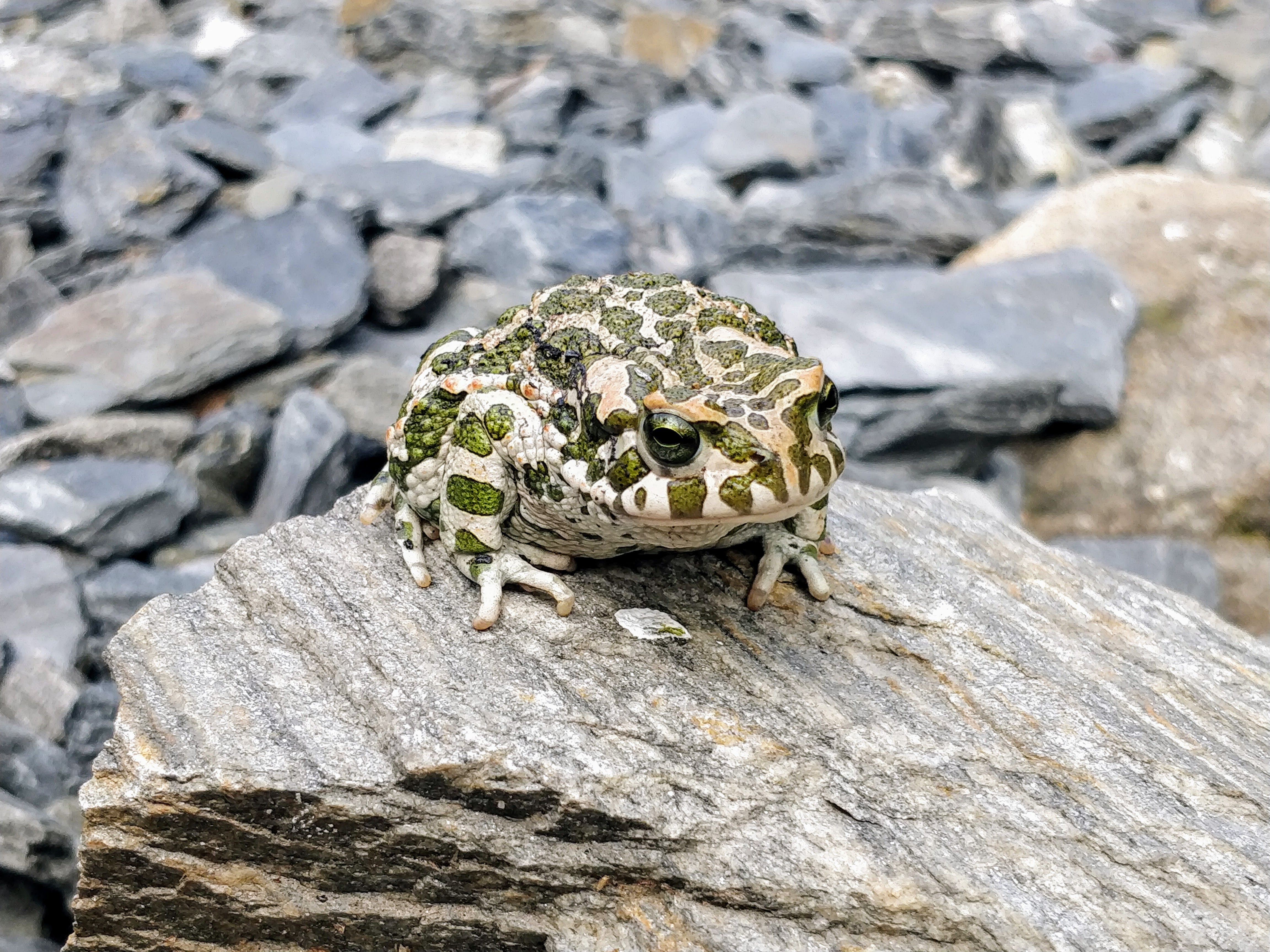 European Green Toad Resting on Rocky Surface · Free Stock Photo