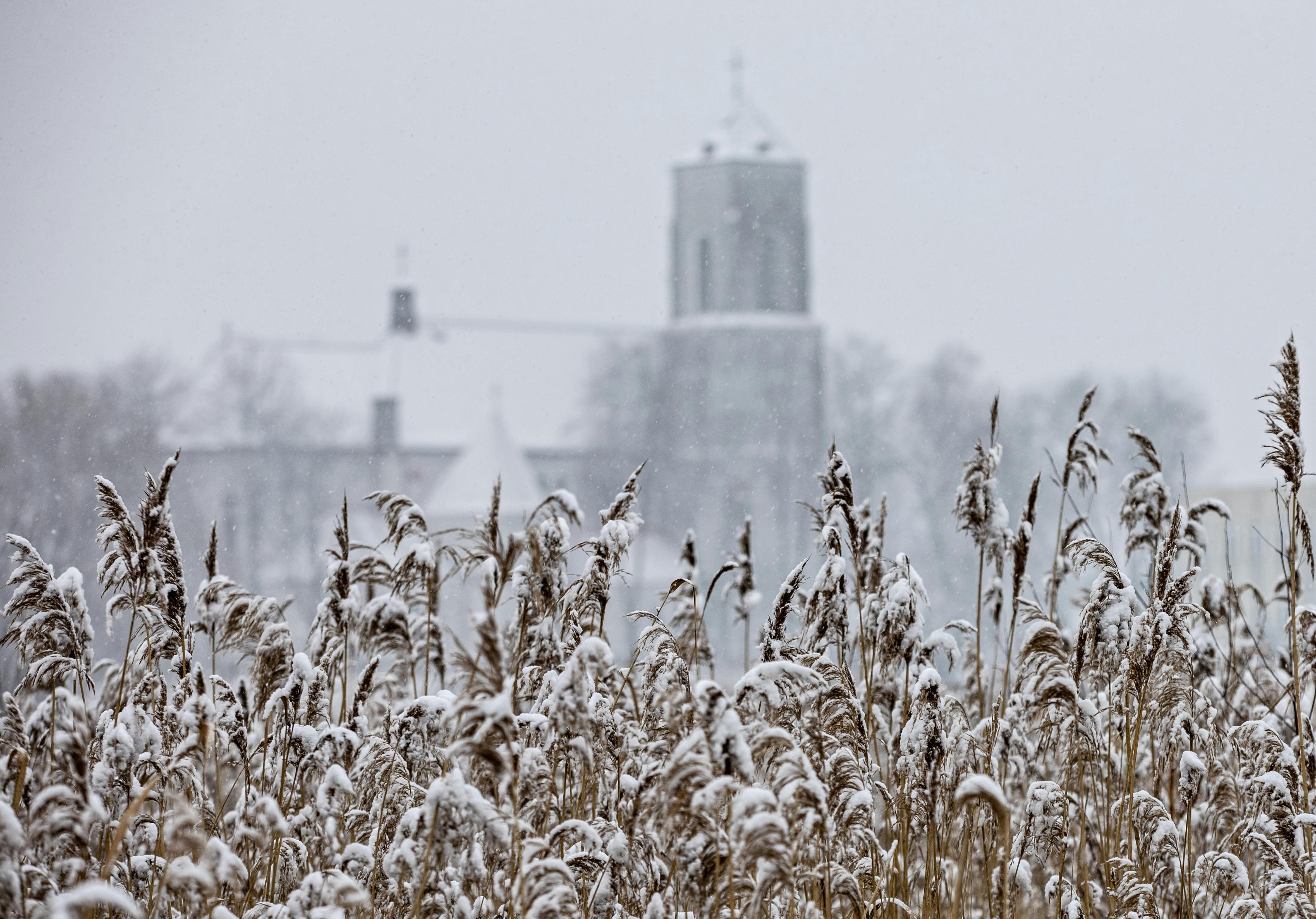 Snow-covered reeds with a blurred church in the background, capturing the essence of a Polish winter.