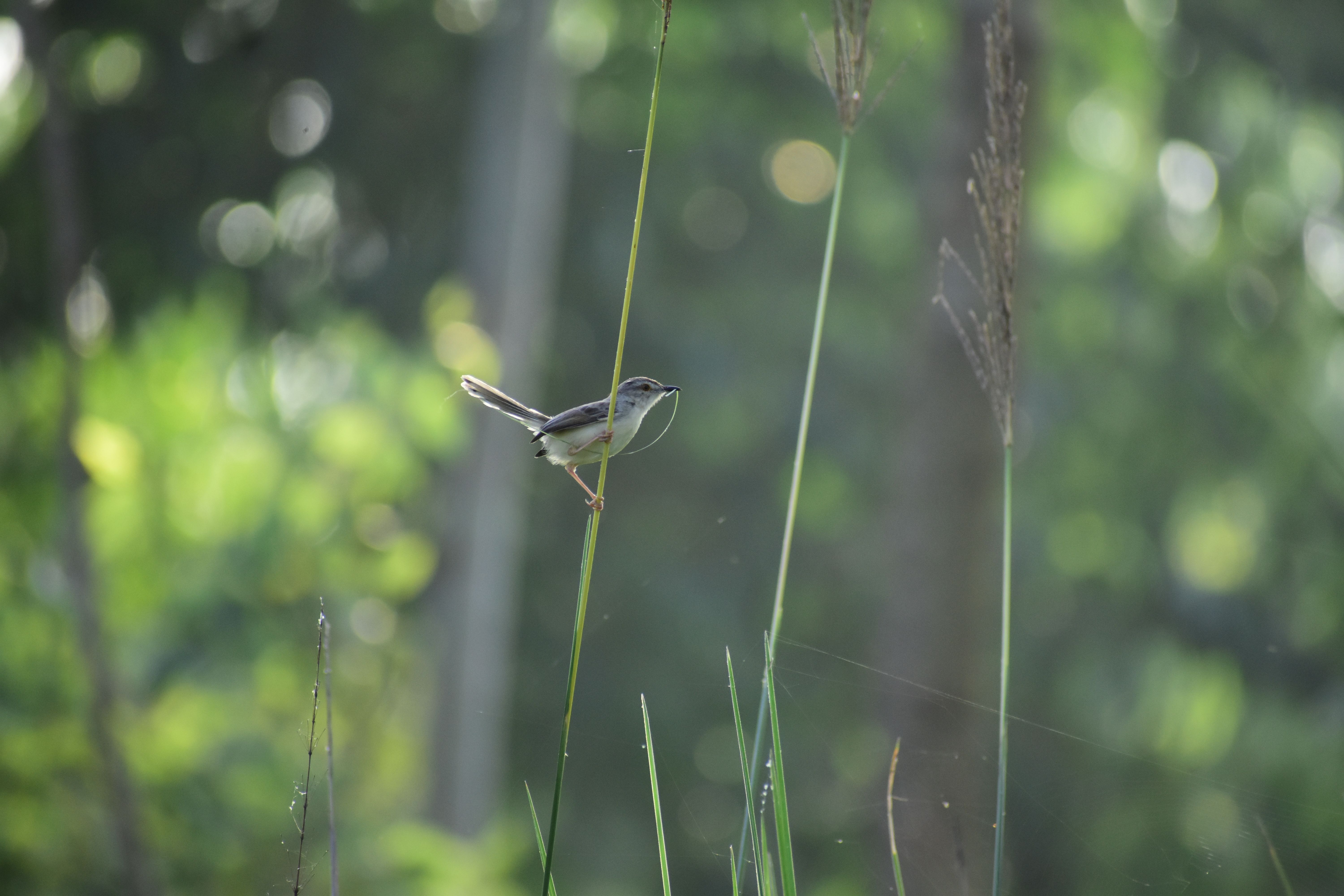 A little bird told her: scientist wins $100,000 prize for decoding birdsong